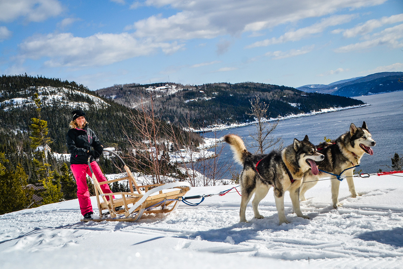 Excursion chien de traîneau Saguenay Tadoussac